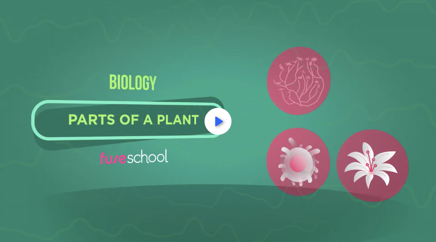 4th grade science - plants