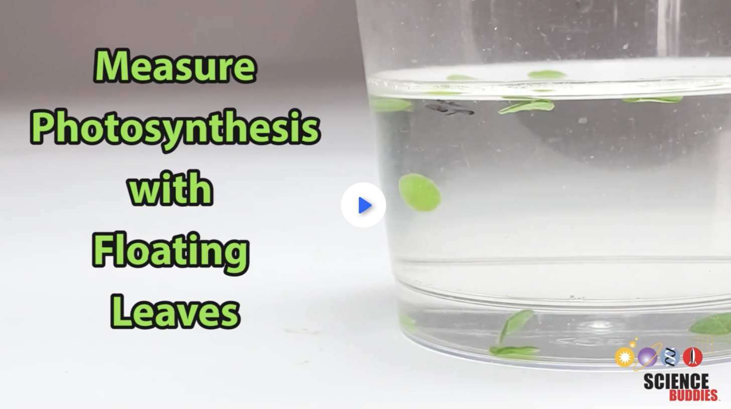 5th grade science videos - photosynthesis